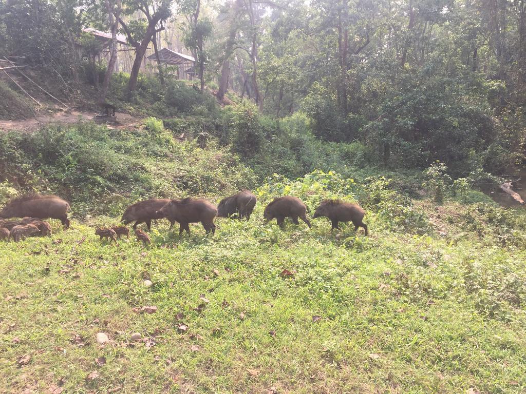 Chitwan Safari Camp & Lodge Саураха Экстерьер фото