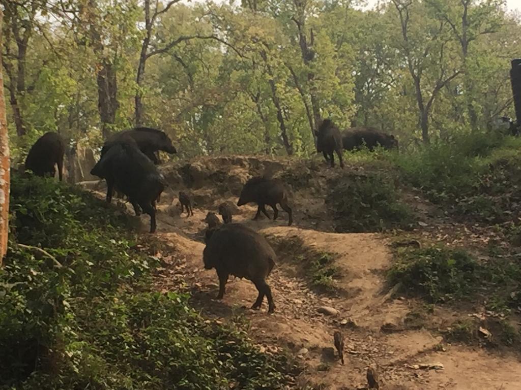 Chitwan Safari Camp & Lodge Саураха Экстерьер фото