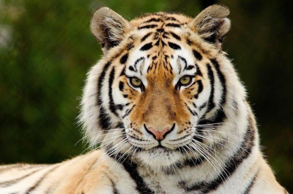Chitwan Safari Camp & Lodge Саураха Экстерьер фото